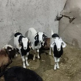 Dog çeviş