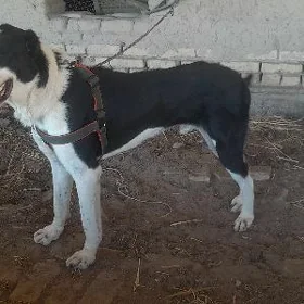 Alabay gujuk