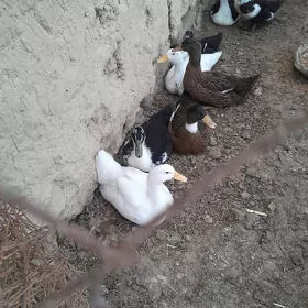 gak gak ördek