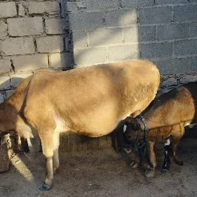 tanaly sygyr