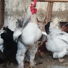 Horazlar brama, sakally horaz