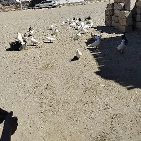 Kepderi
