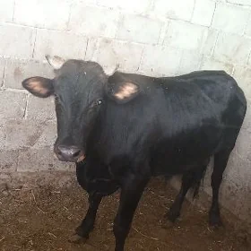 Öküz