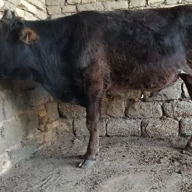 ARASSA ŞWES OKUZ
