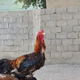 Tasgent horoz