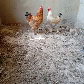 bolgar horaz