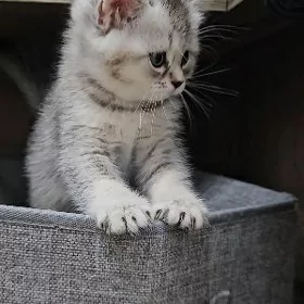 Мальчик страйт