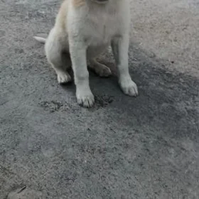 собака