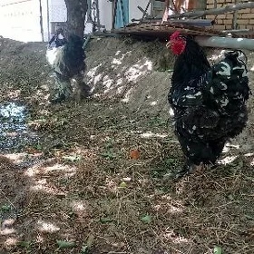 MRAMYR BRAMA HORAZLAR