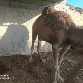 дуйе