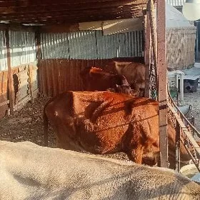 gulajynlar