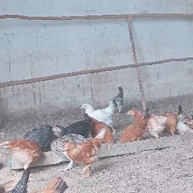 4aylyk juje