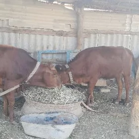 Sygyr we öküzler