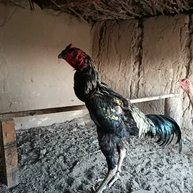horaz