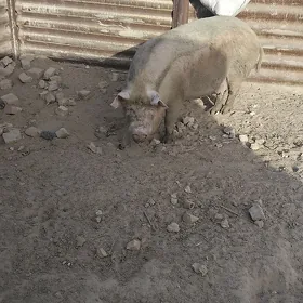 донуз