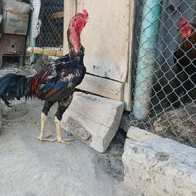 taşkent horaz
