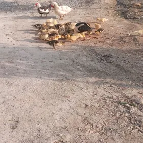 indautga jùje