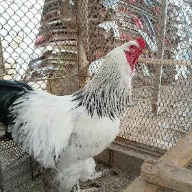 BRAMA HORAZ
