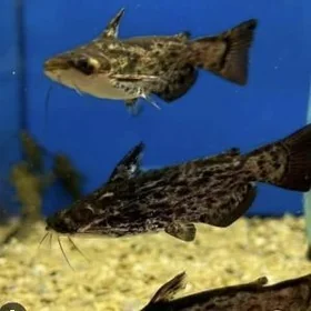 Сом Коряжий