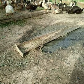gak gak ördek