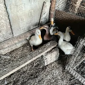 ordek gak gak
