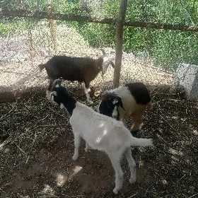 serkeler ve geçi