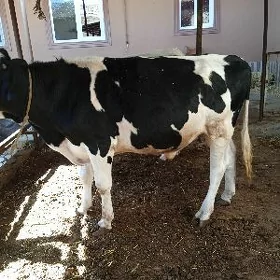 paroda öküz