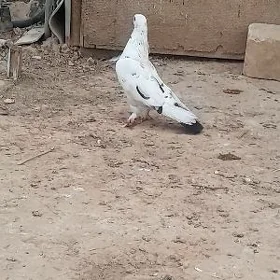 kepderi