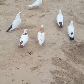 kepderi