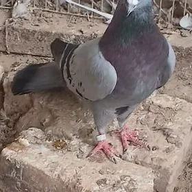 kepderi