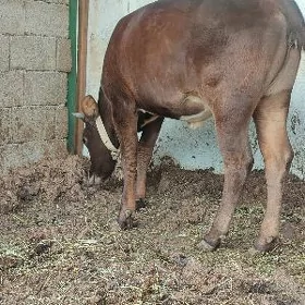 tuwa