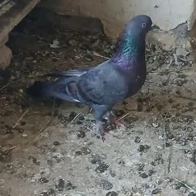 kepderi