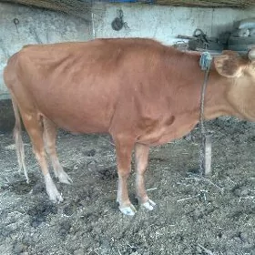 goleli sygyr