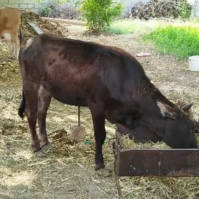 Tüwe