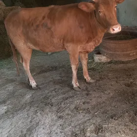 bakylan tüwe
