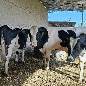 okuz galsdeyn arassa