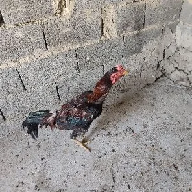 Horaz