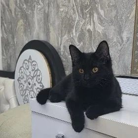 Кошка