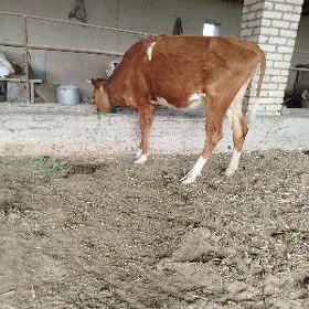 Gulajynlar