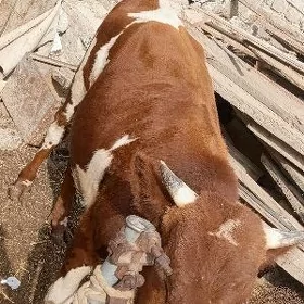 öküz