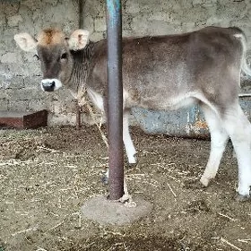 tüwe