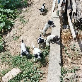 охотничи спаниель