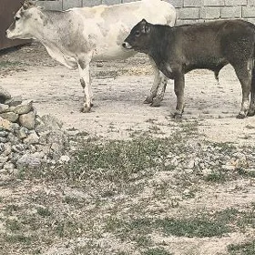 GOLELİ SYGYR
