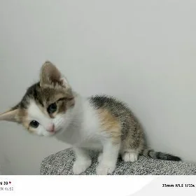 котенок