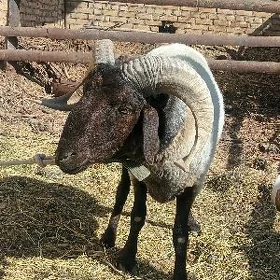 goç