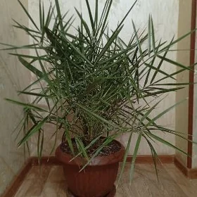 Финиковая пальма
