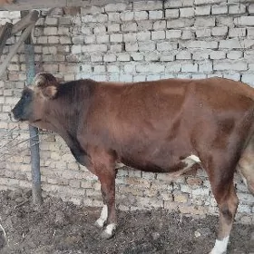 õküz