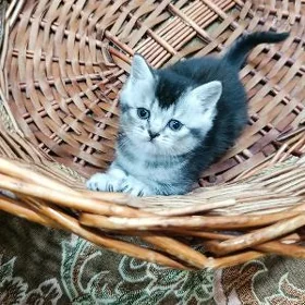 шотландские прямоухиемальчики