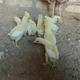 baysow jüje