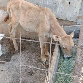ŞWES TUWE